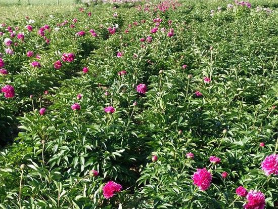 芍藥基地11.jpg